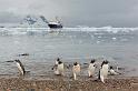 128 Antarctica, Neko Harbor, ezelspinguins